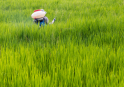 CÔNG TY TNHH NÔNG DƯỢC DUMYCO