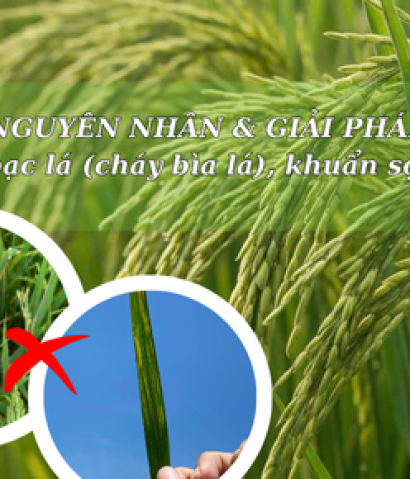 (NGUYÊN NHÂN & GIẢI PHÁP) Bệnh khuẩn bạc lá (cháy bìa lá), khuẩn sọc trong