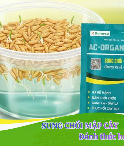 Ứng dụng chế phẩm hữu cơ trong xử lí hạt giống lúa