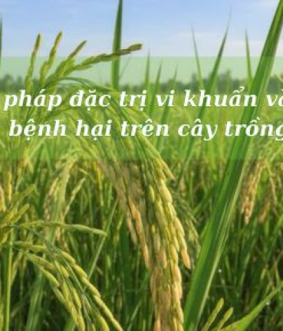 Giải pháp đặc trị nấm bệnh-vi khuẩn hại lúa