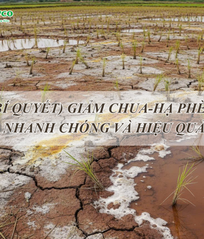 Bí quyết giảm chua - hạ phèn hiệu quả cho lúa