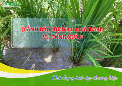 [CẢNH BÁO] Dịch hại muỗi hành vụ Đông Xuân 