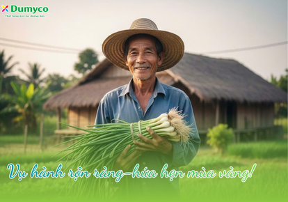 Vụ hành rộn ràng-hứu hẹn mùa vàng!