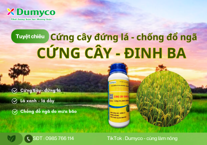 CỨNG CÂY ĐINH BA - Cứng cây, đứng lá, chống đổ ngã do mưa bão