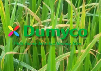 BỆNH CHÁY BÌA LÁ VI KHUẨN VÀ CÁCH PHÒNG TRỊ
