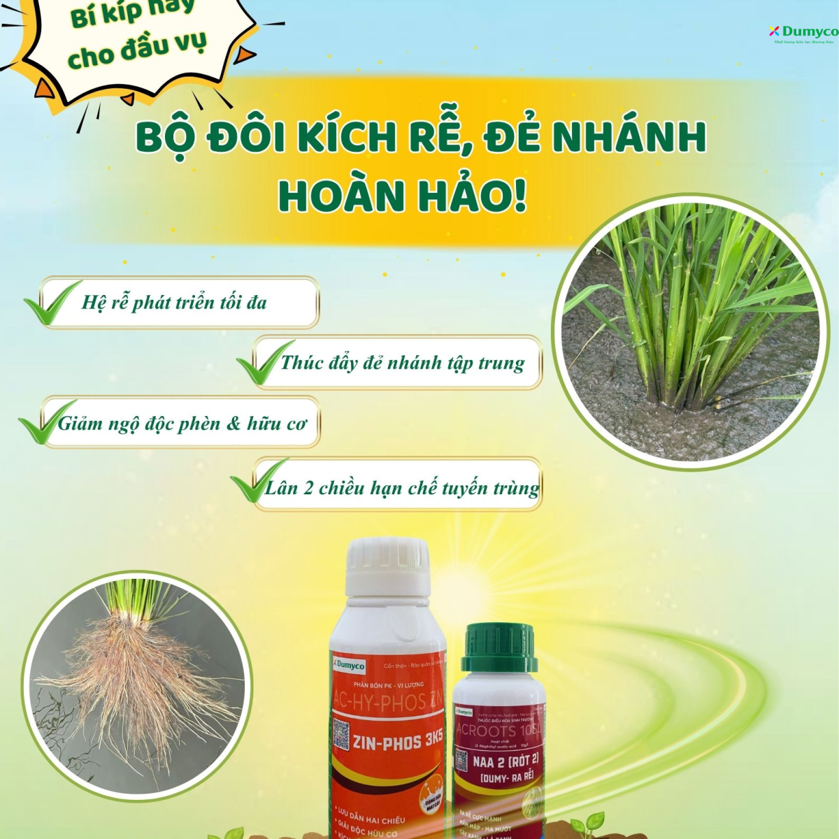 BÍ KÍP BUNG RỄ - ĐẺ NHÁNH TẬP TRUNG CHO LÚA GIAI ĐOẠN ĐẦU - SỰ KẾT HỢP ZIN-PHOS 3K5 & RÓT 2
