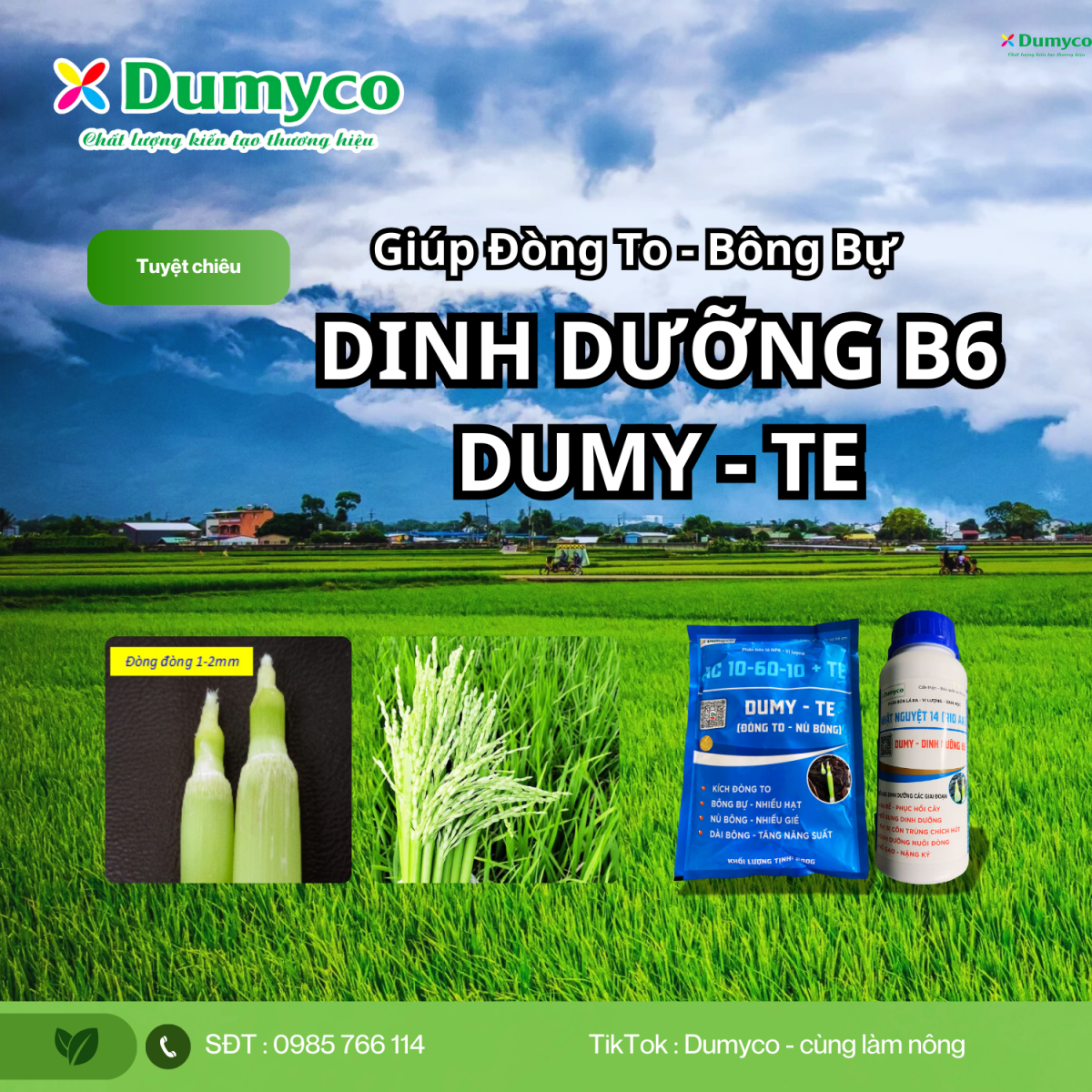 DINH DƯỠNG B6 + DUMY-TE - Tuyệt chiêu giúp đòng to, bông bự trên lúa