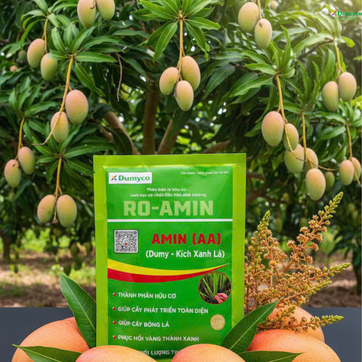 Tuyệt chiêu AMIN AA: Tăng tốc trổ hoa-đếm cựa gà trên xoài