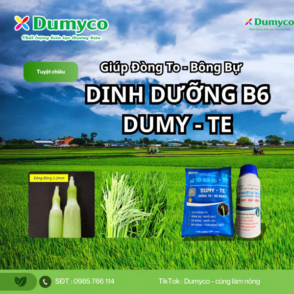 DINH DƯỠNG B6 + DUMY-TE - Tuyệt chiêu giúp đòng to, bông bự trên lúa