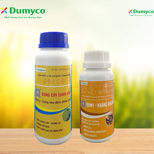 GIẢI PHÁP BA KHÁNG-CỨNG CÂY ĐINH BA KẾT HỢP VỚI KHÁNG KHUẨN